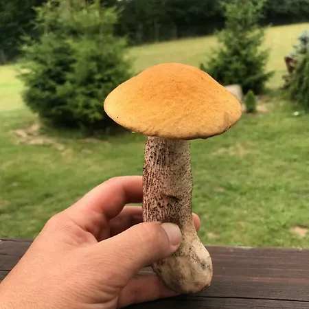 Agroturystyka Fifi *